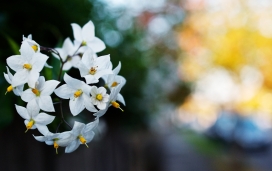 白色的花