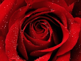 高清红色水珠玫瑰壁纸