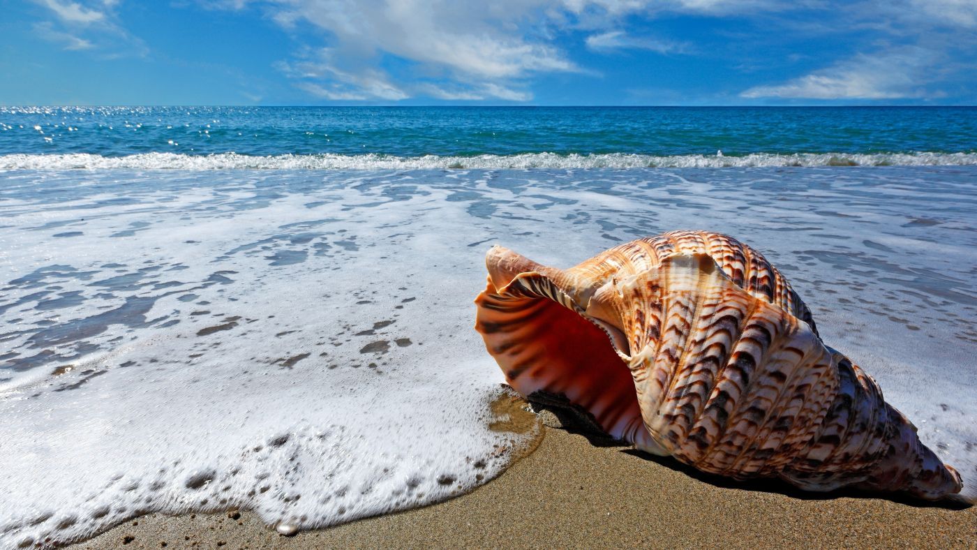 睡在海边的大海螺封面大图