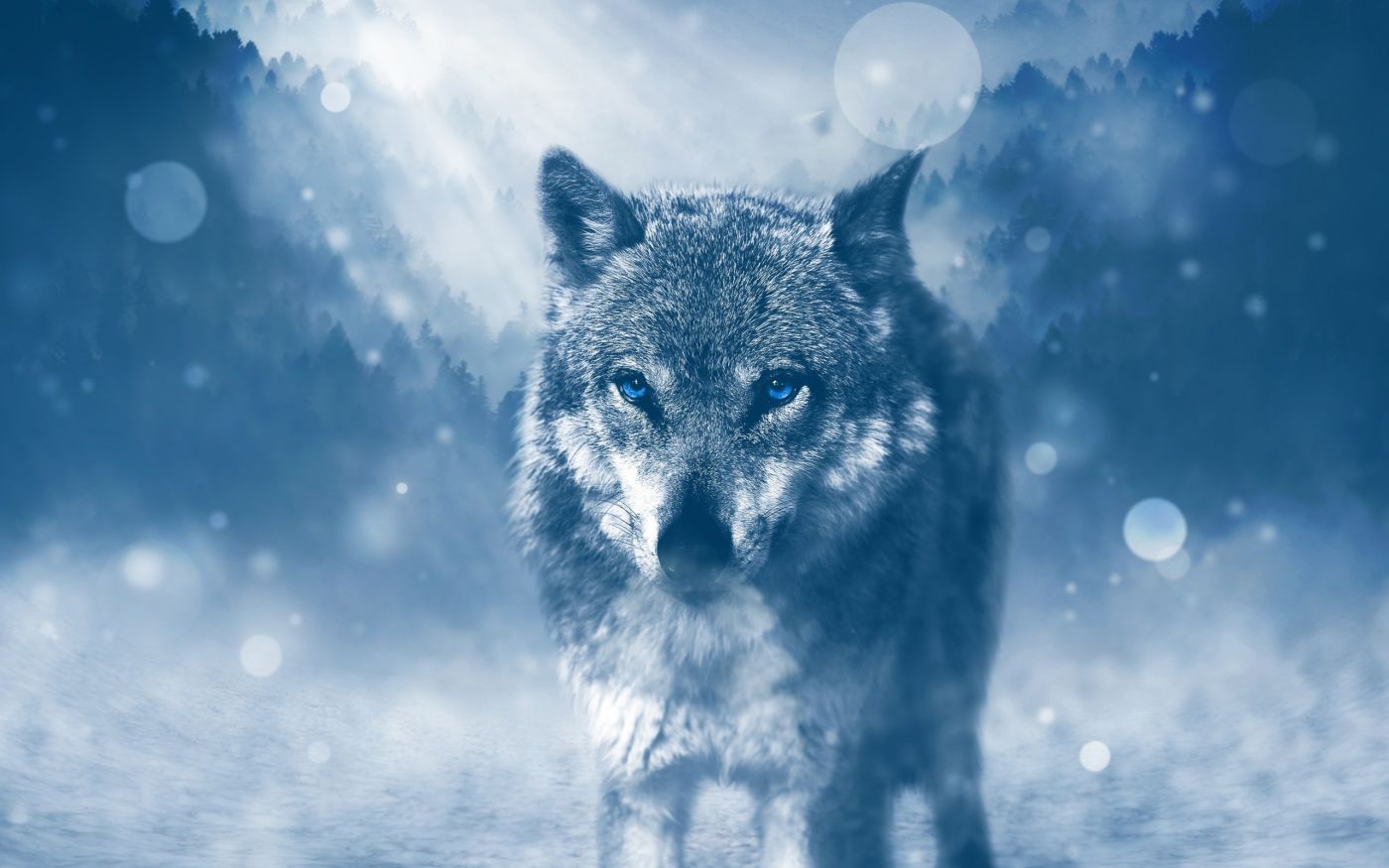 动物野生动物狼雪狼高清壁纸_图片编号13566-壁纸网