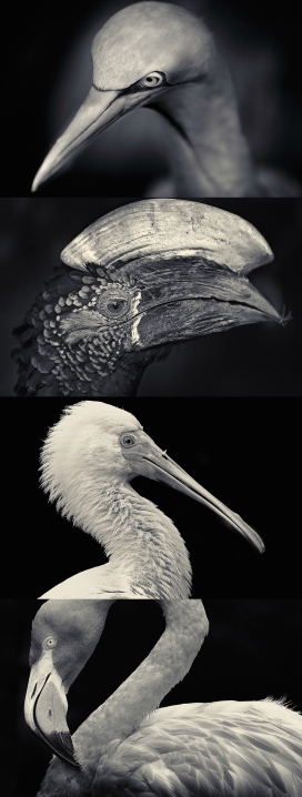 FEATHERED-羽毛鸟黑白照片