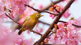 樱花树枝上的黄鸟