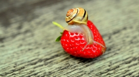 红色草莓上的蜗牛