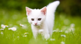 高清晰绿草上的白色小猫