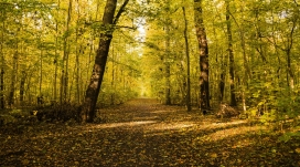 秋季森林路