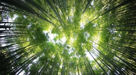 俯拍绿色竹林壁纸