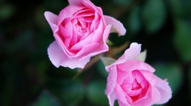 两朵粉红玫瑰花瓣壁纸