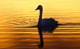 晨光下的湖中天鹅