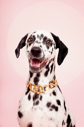 Atlas Magazine－宠物杂志狗狗摄影图