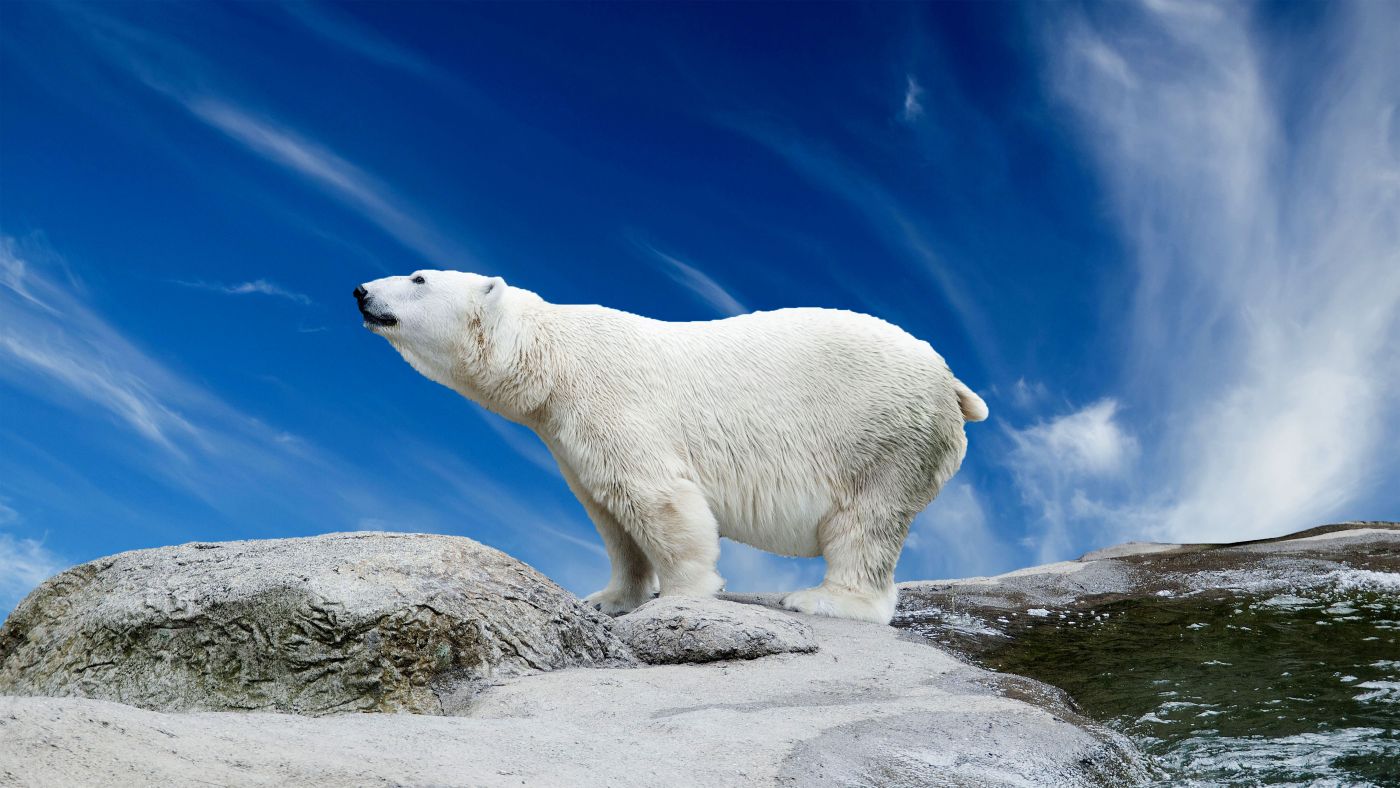 北极熊|摄影|宠物摄影|lylee16 - 原创作品 - 站酷 (ZCOOL)