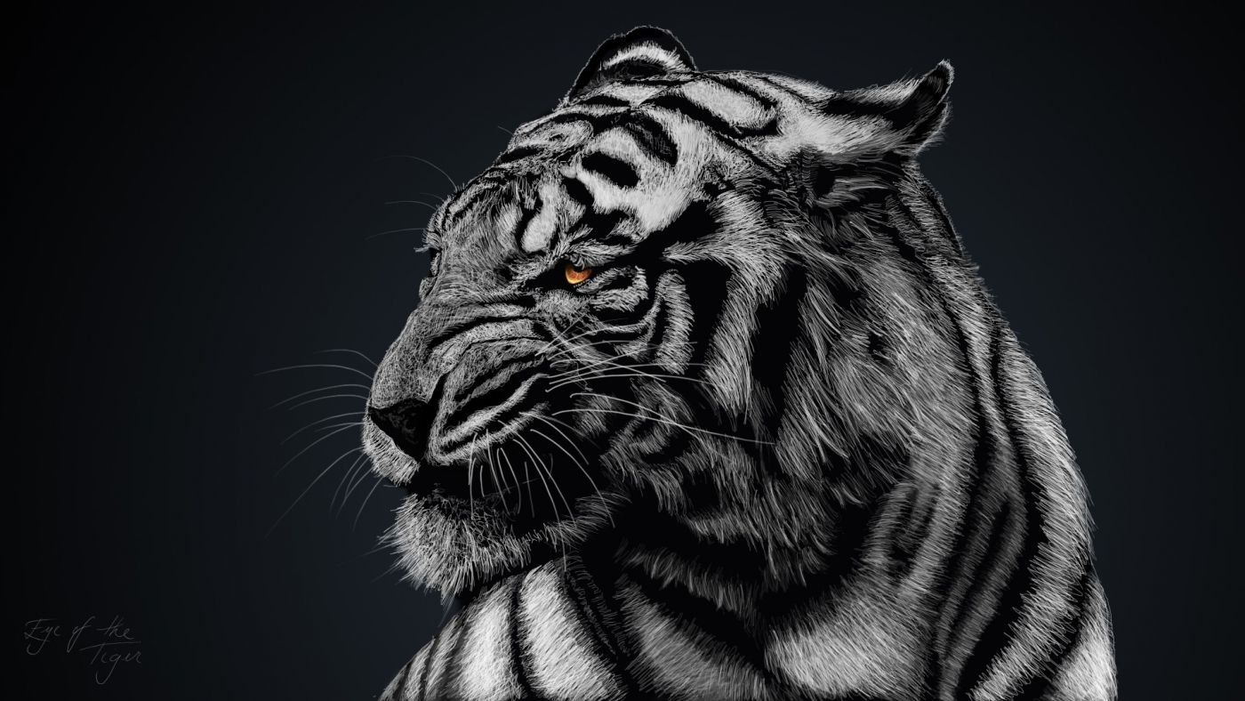 图库素材 - 艺术摄影 - 猫科动物 图片信息简介:高清晰老虎黑白壁纸
