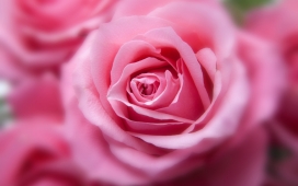 盛开的粉红色玫瑰花
