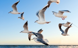 群飞的海鸥鸟