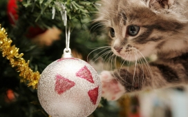 高清晰猫与圣诞绣球壁纸