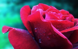 高清晰戴雨珠的红玫瑰壁纸