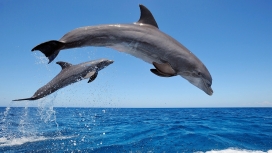 两只跳跃的海豚