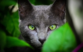 高清晰绿眼黑猫壁纸