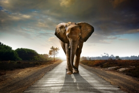 高清晰走在马路中间的大象壁纸