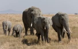 高清晰草原上的大象家庭壁纸