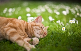 高清晰躺在绿草百花中的小黄猫壁纸