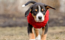 高清晰穿戴红色围领的小狗