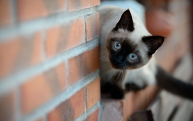 高清晰躲在红砖墙上的蓝眼猫壁纸