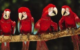 站在树枝上排列整齐的四只红毛鹦鹉壁纸