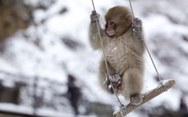 雪中玩秋千的猴子