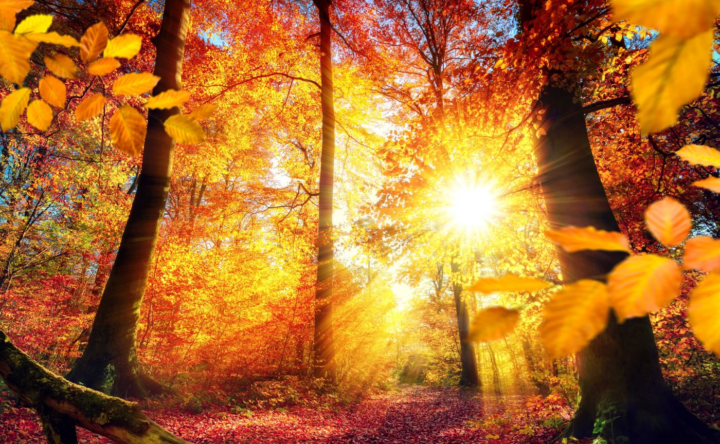 自然,金色秋天,阳光,树林,4K风景壁纸-千叶网