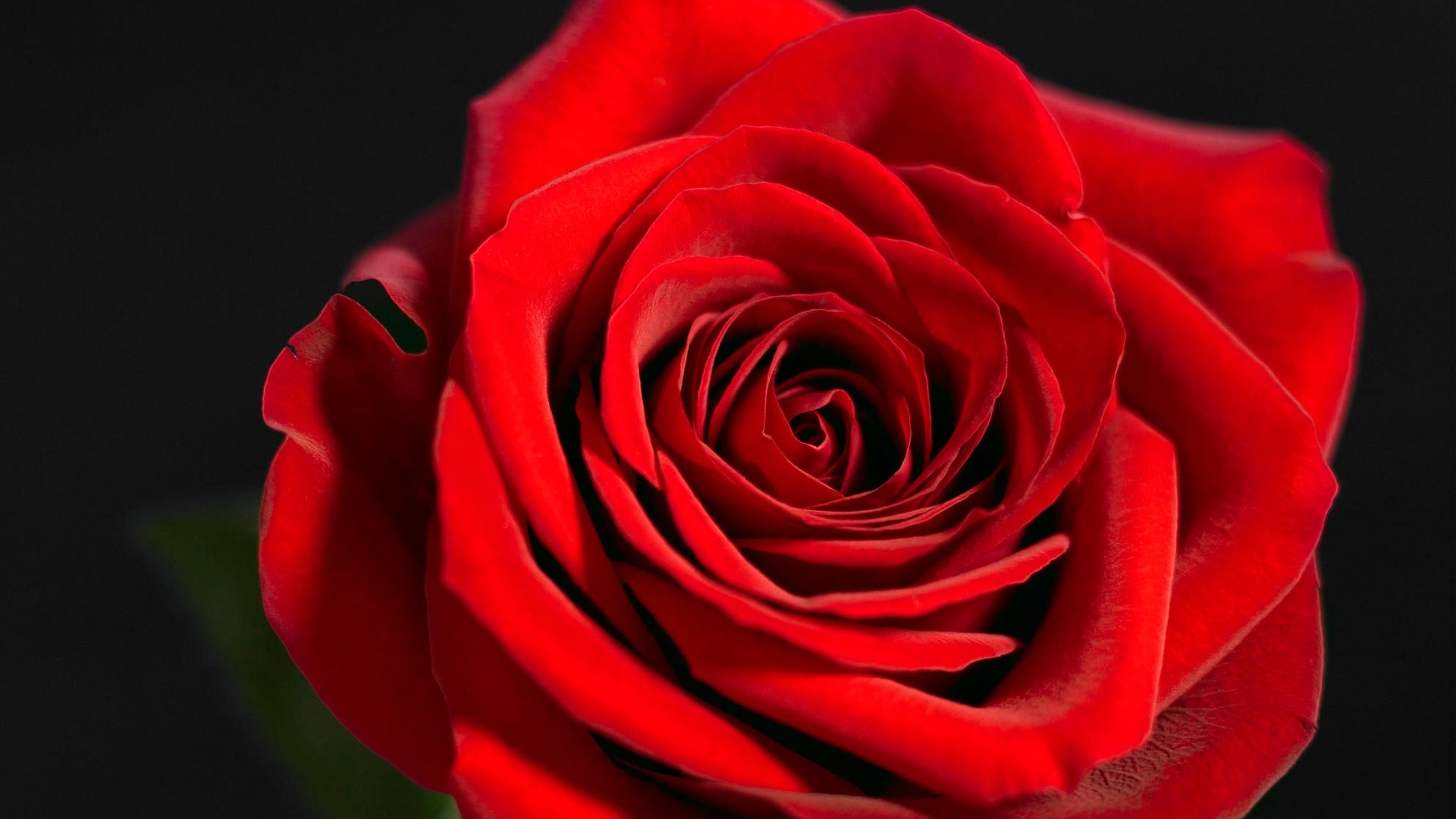 玫瑰花图片素材-编号08613528-图行天下