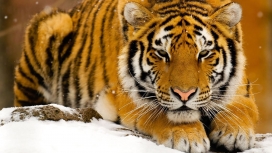 趴在雪地中的老虎