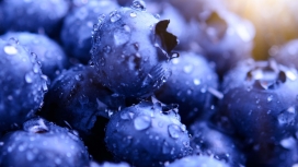 高清晰蓝色戴水珠的蓝莓水果壁纸