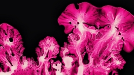 粉红色的珊瑚墨水