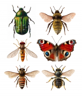 Pollinators-昆虫