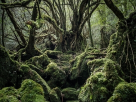 屋久岛-森林精神