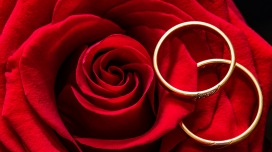 高清晰红色结婚戒指与红玫瑰