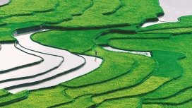 高清晰绿色水稻梯田壁纸