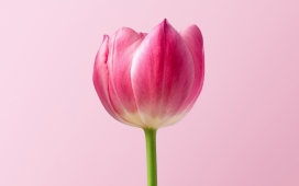 高清晰春天单粉红色郁金香壁纸