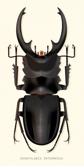 Coleoptera-甲虫插画