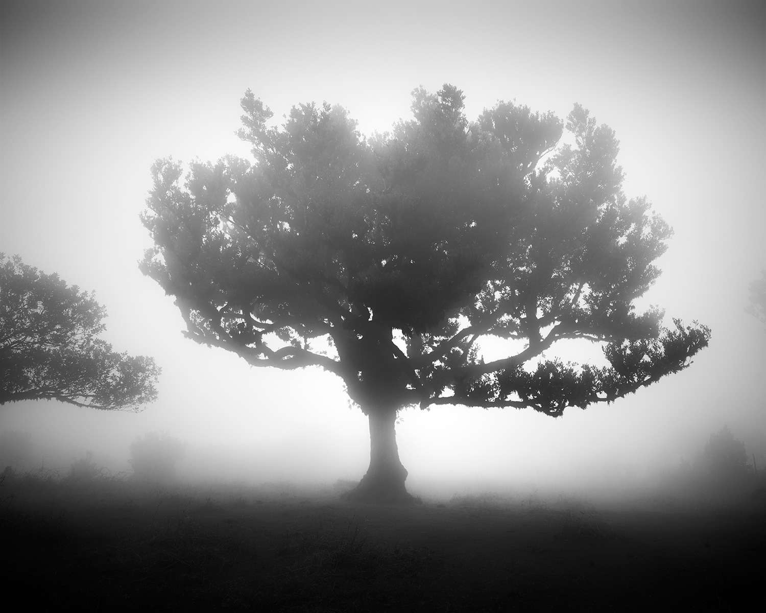 fanal-树黑白照片