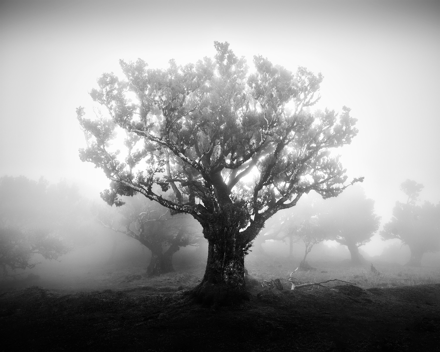 fanal-树黑白照片