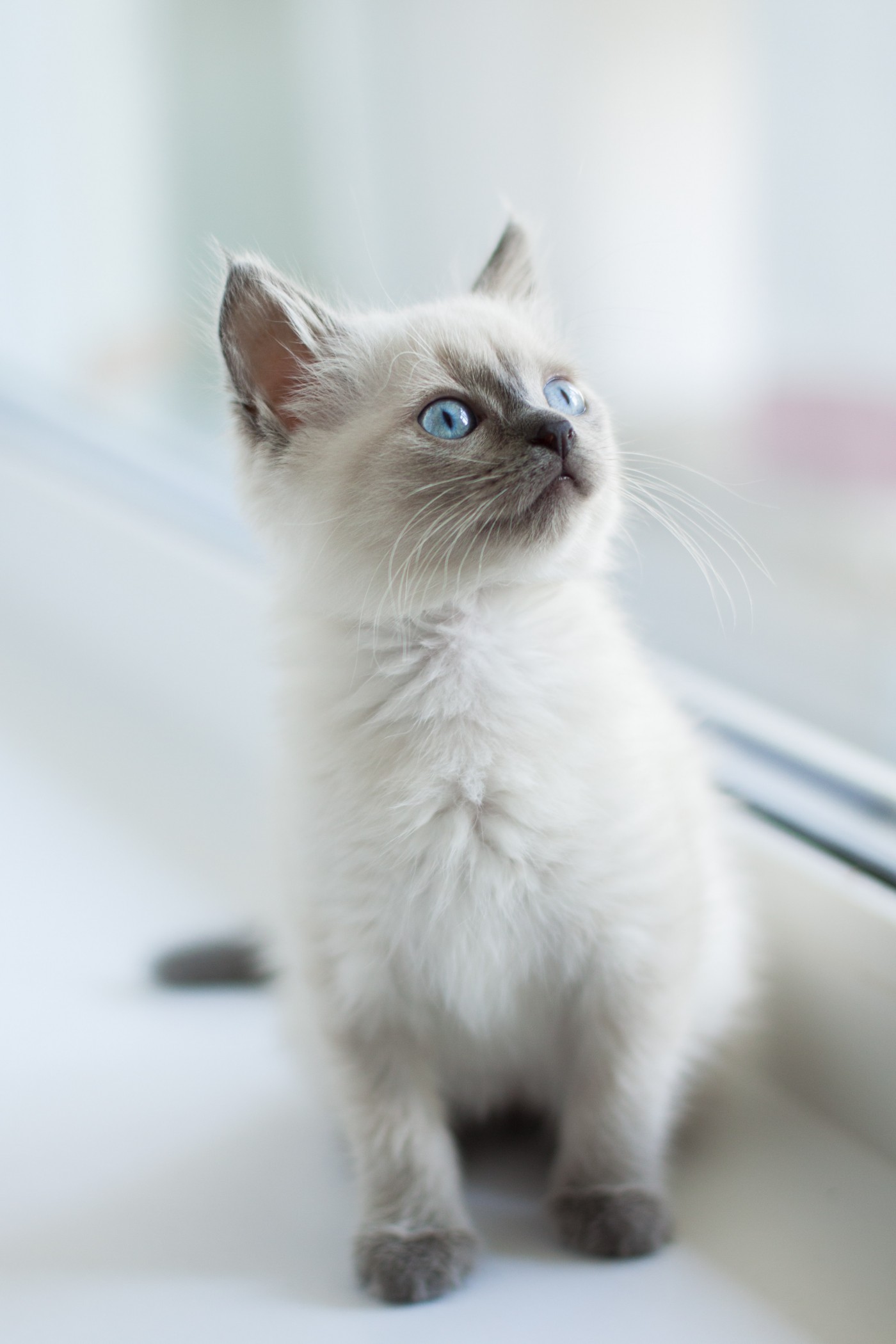 tag标签关键词:暹罗猫    蓝眼猫    白猫    小猫    猫咪    猫