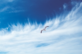 高清晰蓝天白云飞翔的海鸥鸟壁纸