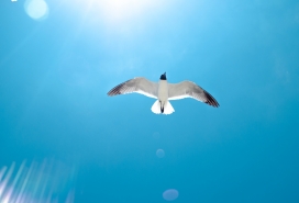 高清晰蓝色天空飞翔的海鸥鸟壁纸