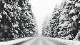 冬季雪松森林路