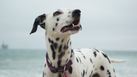 可爱的海边斑点狗