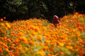 尼泊尔万寿菊鲜花
