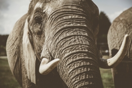 非洲大象写真