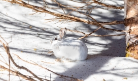 冬季里蹲着的白色兔子