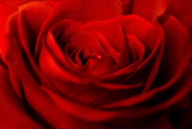 红色玫瑰花壁纸